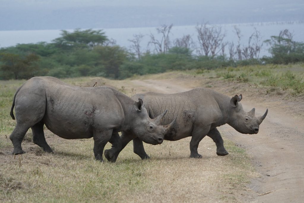 Beli Nosorog Kenija Safari Nakuru