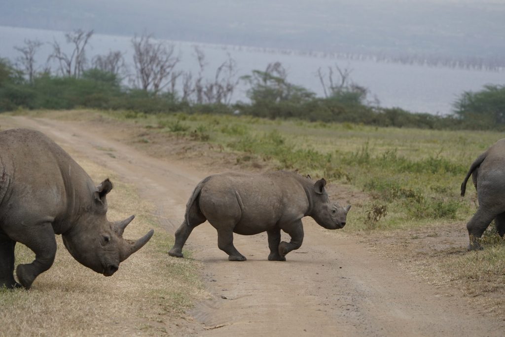 Beli Nosorog i beba Kenija nac park Nakuru