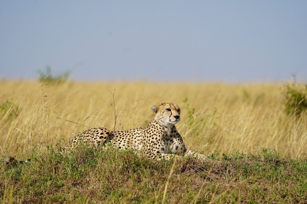 Gepard i safari u Keniji