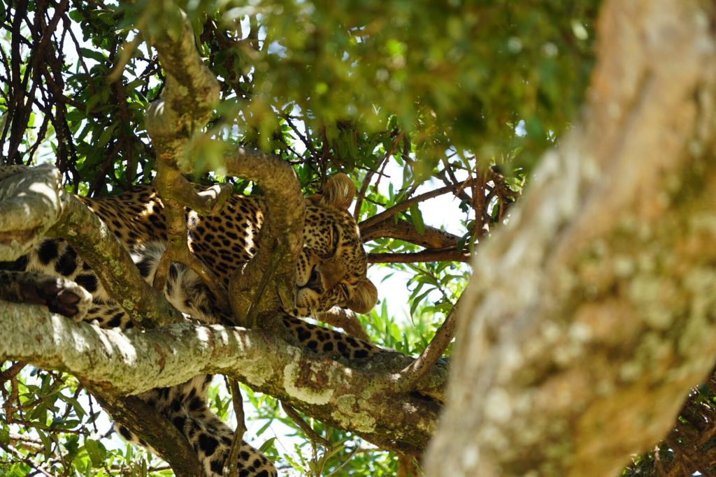 Leopard na drvetu Masai Mara Kenija