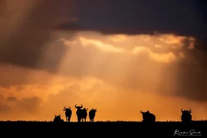 Safari u Keniji Masai Mara Slika