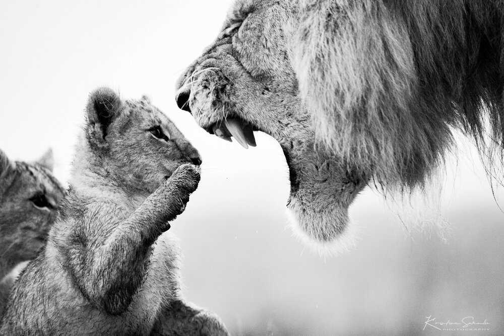 Safari u Keniji lav i beba lav