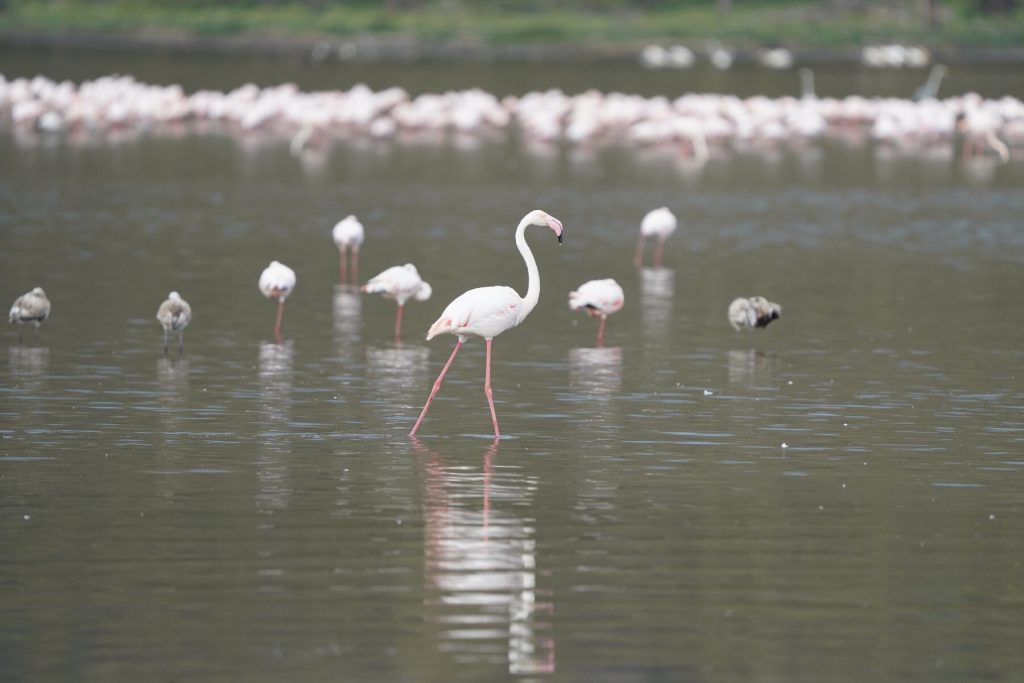 caplje lake nakuru safari u keniji