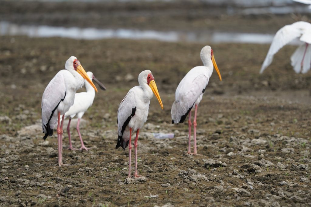 caplje safari u keniji nar park nakuru