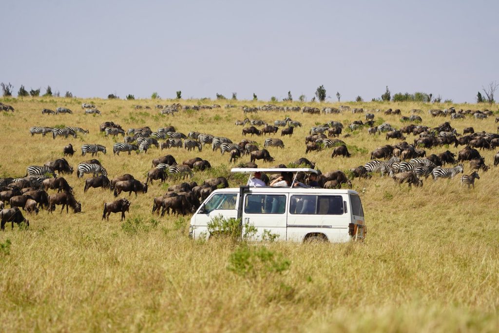 gt safari kenija migracija zivotinja