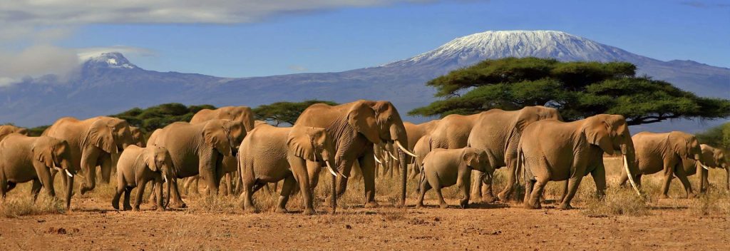 kenija ili tanzanija safari gde je bolji