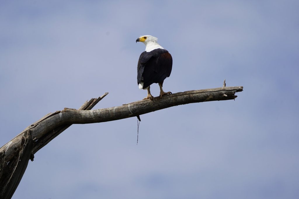 lake naivasha africki orao safari kenija