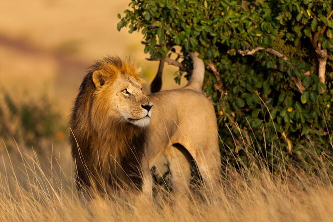 masai mara ili serengeti kenija i tanzanija