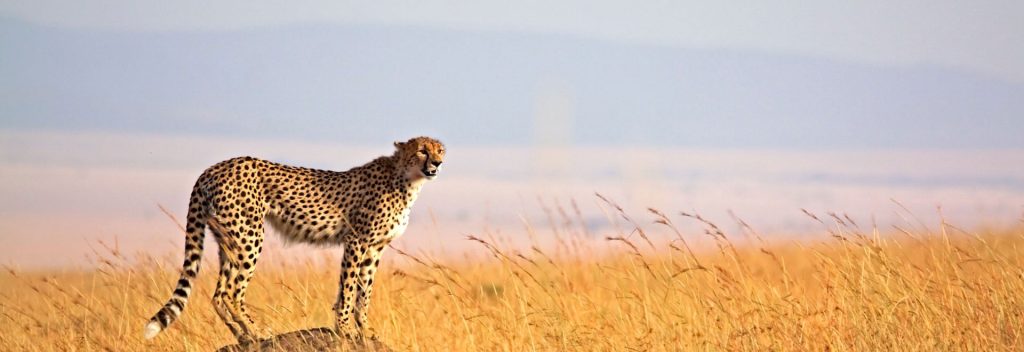 Nacionalni Park Masai Mara (i kako izgleda pravi Safari)