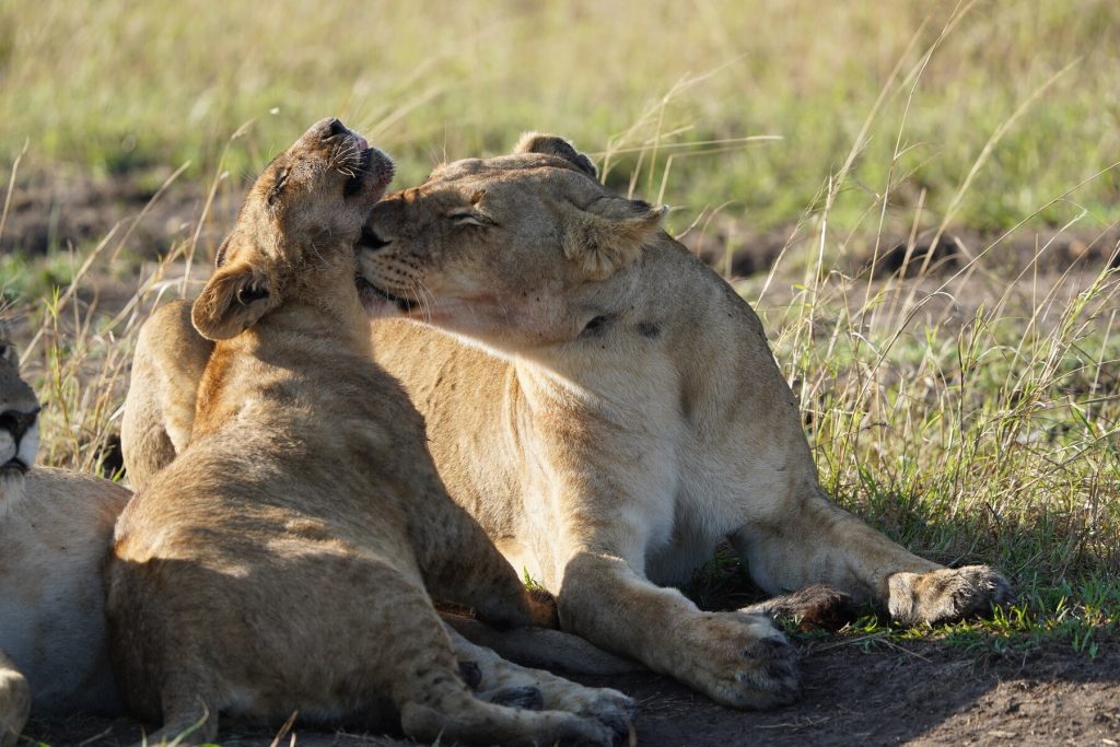 masai mara mali lav kenija safari