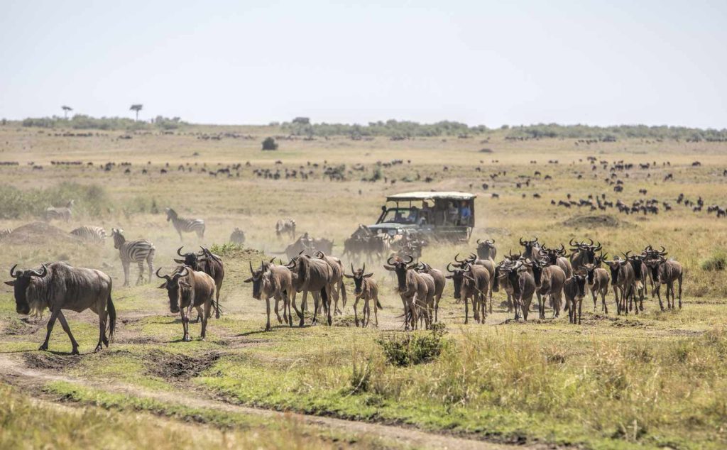migracije zivotinja masai mara