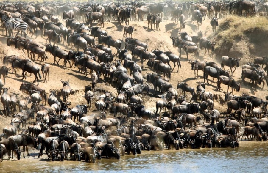 migracije zivotinja masai mara kenija