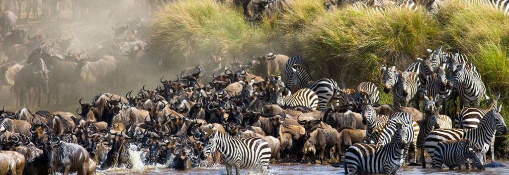Safari u Keniji – kada ići i šta su Velike migracije životinja?