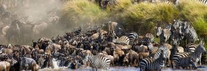 migracije-zivotinja-u-keniji