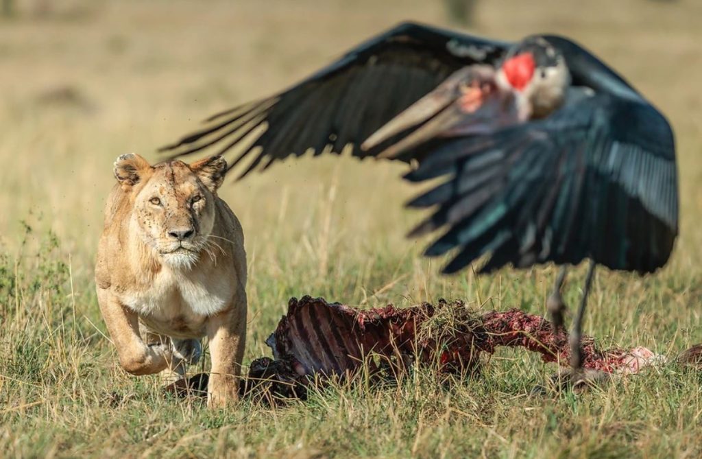 nacionalni park masai mara lavica