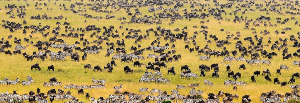 Safari u Keniji – kako organizovati put u divlju Afriku