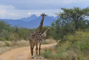 nacionalni park tsavo kenija